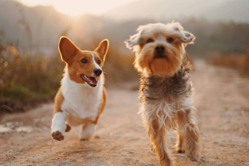 Bird Property Management Pet Policy for Residents